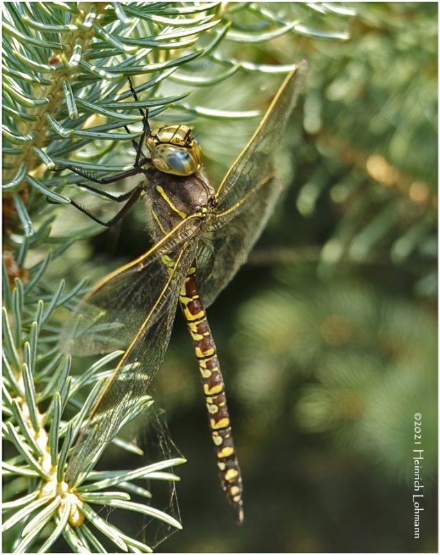 DSC05871-Dragon Fly.jpg
