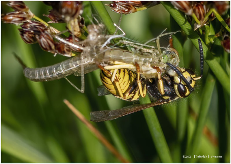 K7001239-Hornet.jpg
