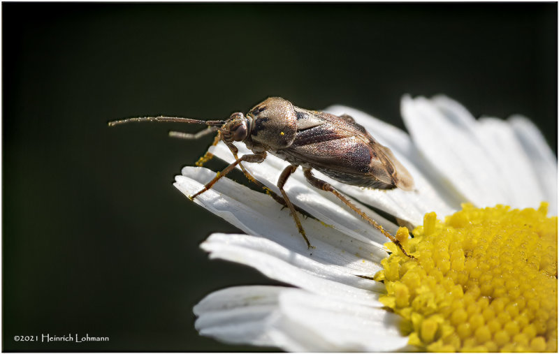 K7001279-Plant Bug.jpg