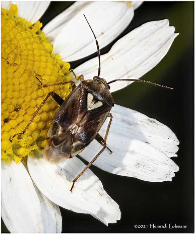 K7001293-Plant Bug.jpg