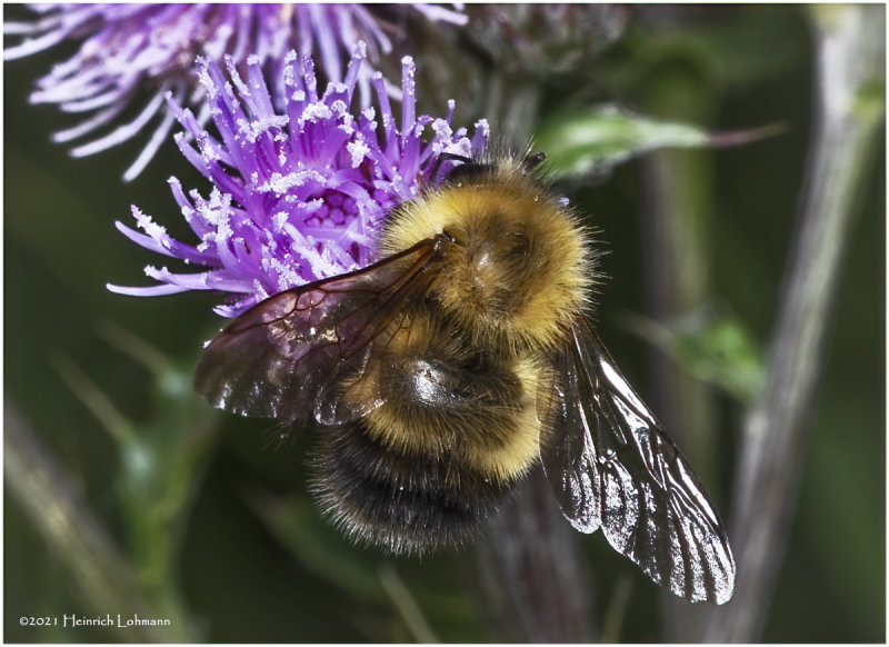 K7001577-Bumble Bee.jpg