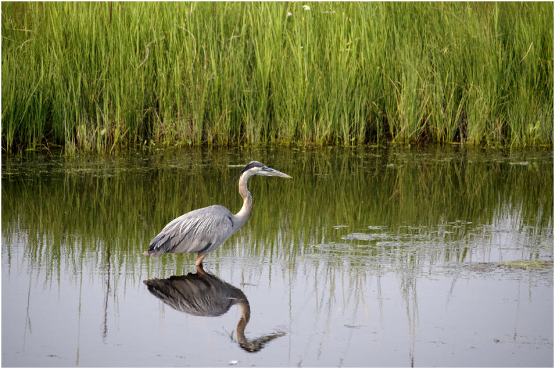 K4224111-Great Blue Heron.jpg