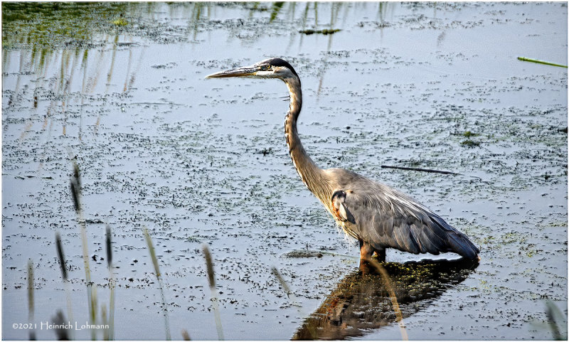 K4224393-Great Blue Heron.jpg