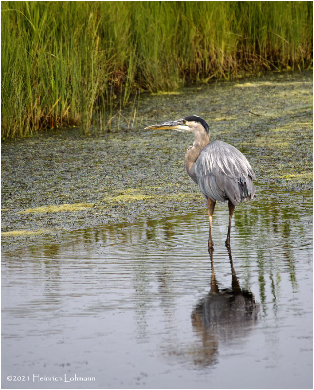 K4224519-Great Blue Heron.jpg