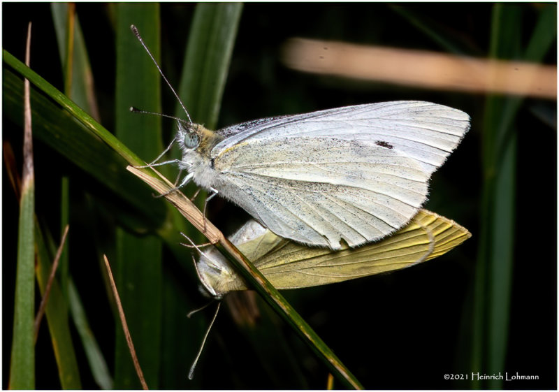 K7001824-European Cabbage Butterflies mating.jpg
