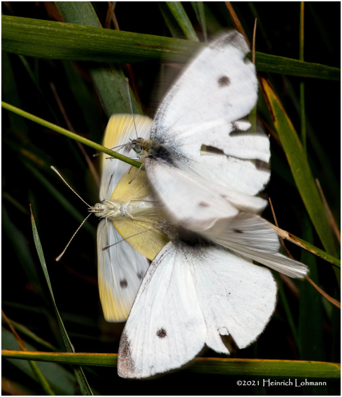 K7001831-European Cabbage Butterflies mating.jpg