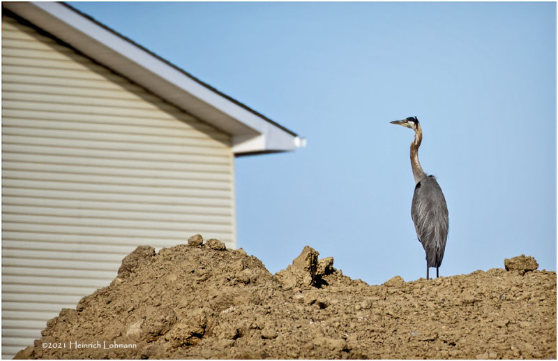 K4224715-Great Blue Heron.jpg