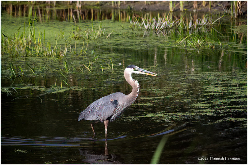 K4224846-Great Blue Hero.njpg.jpg