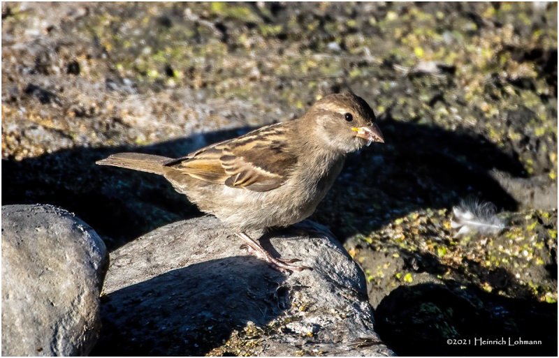 K4224928-House Sparrow-inmature female.jpg