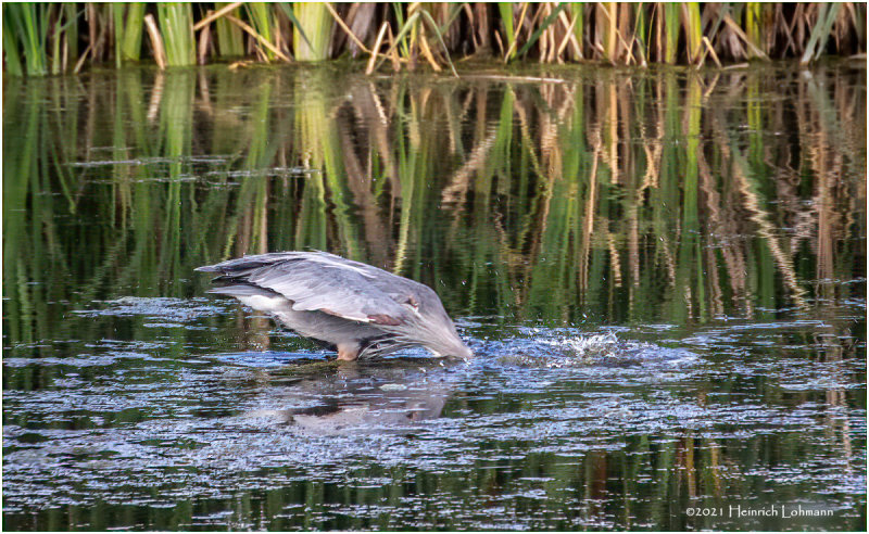 K4225284-Great Blue Heron.jpg