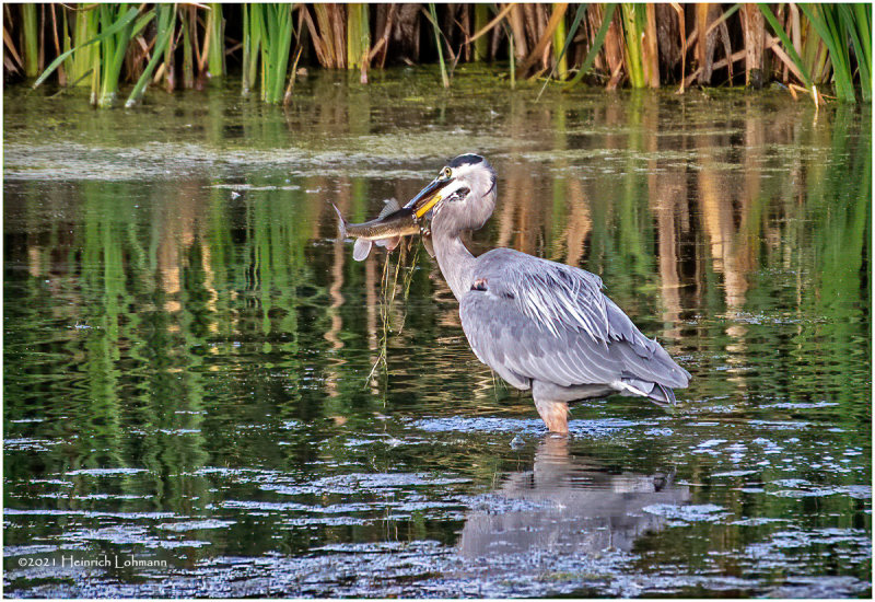 K4225307-Great Blue Heron.jpg