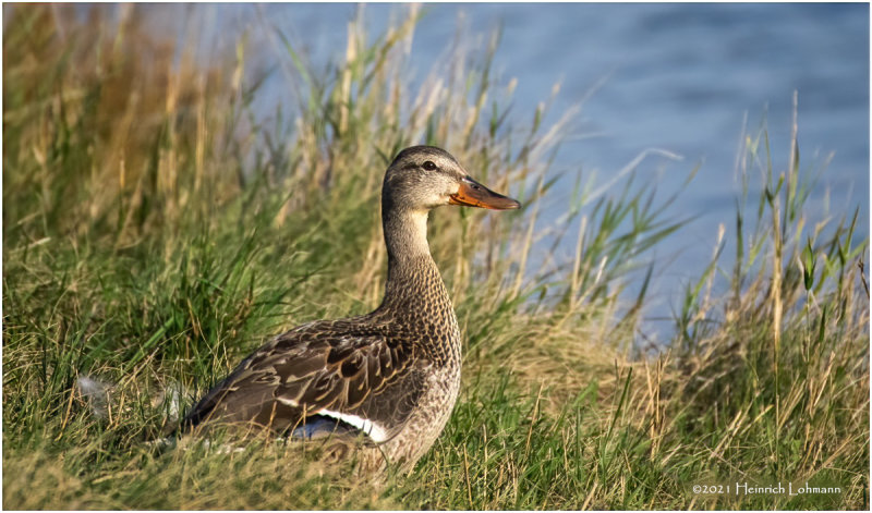 K4225507-Blur-Winged Teal-female.jpg