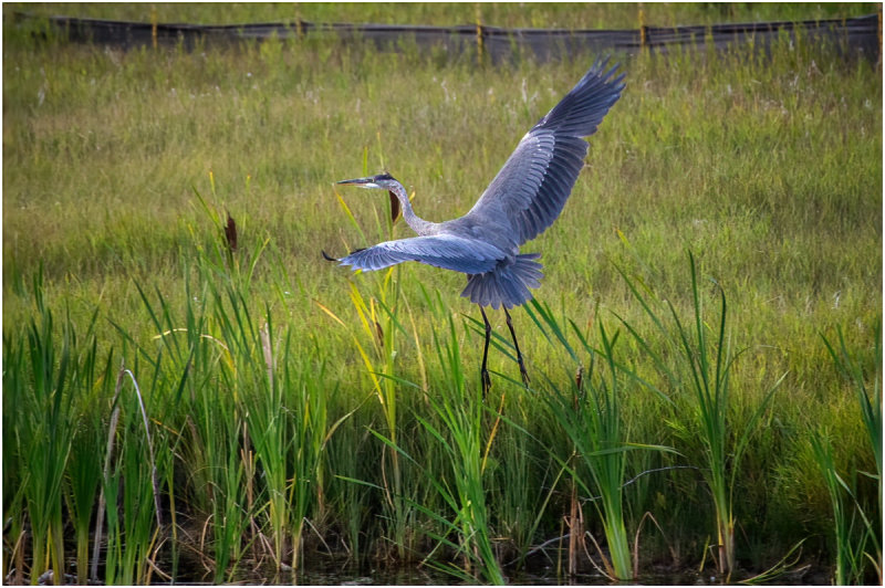 K4225522-Great Blue Heron.jpg