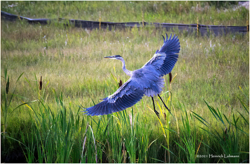 K4225523-Great Blue Heron.jpg