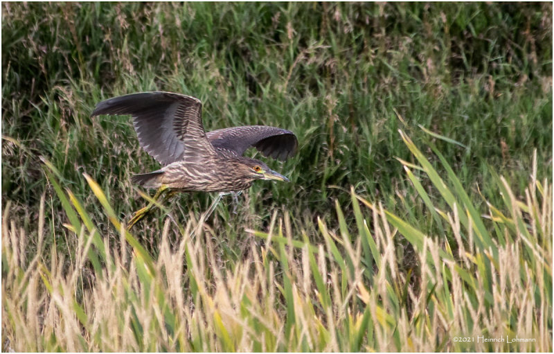 K3306026-Black-crowned Night Heron-juvenile.jpg