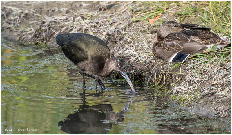 K3306034-White-Faced Ibis-juvenile.jpg
