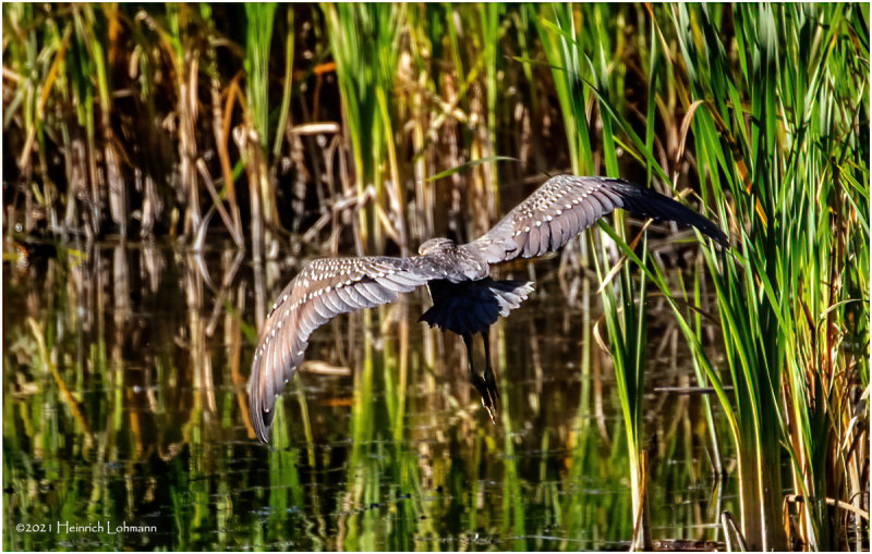 K4225756-Black-Crowned Night Heron-juvenile.jpg