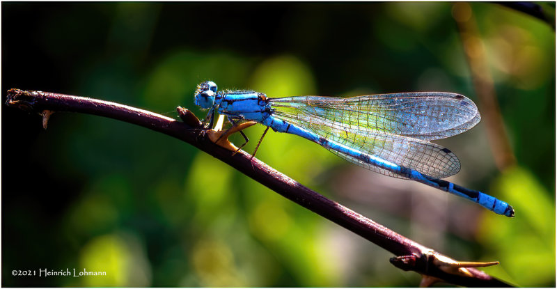 K7001970-Damsel Fly.jpg