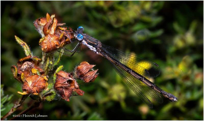 K7001985-Damsel Fly.jpg