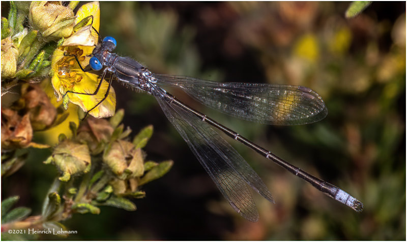 K7002030-Damsel Fly.jpg
