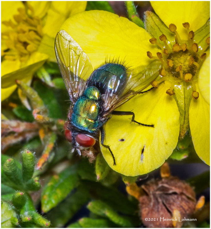 K7002043-Blue Bottle Fly.jpg