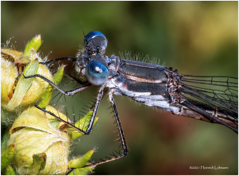 K7002124-Damsel Fly-detail.jpg