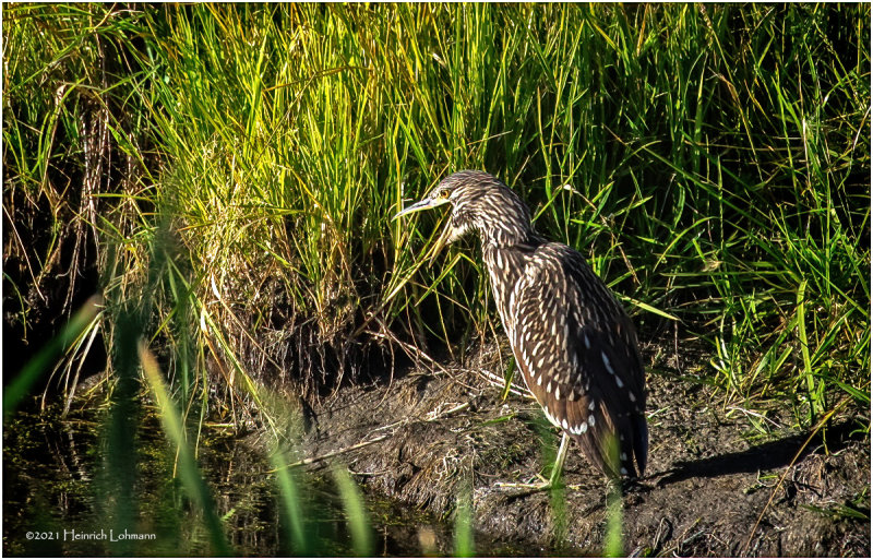 K4225868-Blck-Crowed Night Heron-juvenile.jpg
