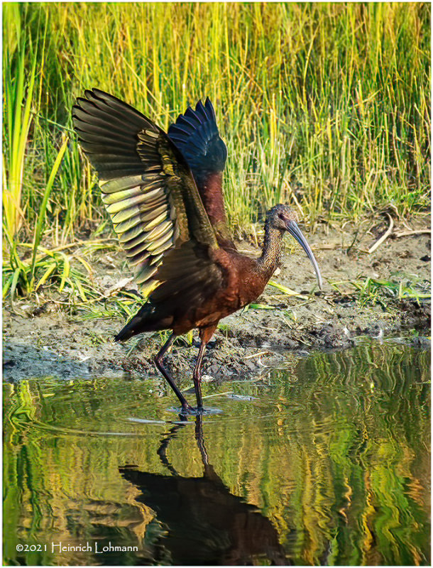 K4226375a-White-Faced Ibis-juvenile.jpg