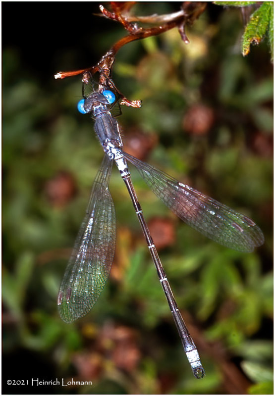K7002169-Damsel Fly.jpg