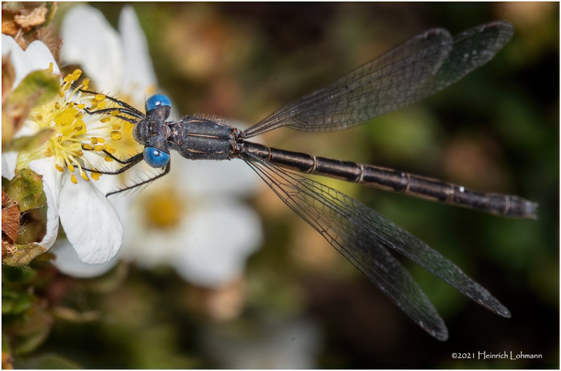 K7002181-Damsel Fly.jpg