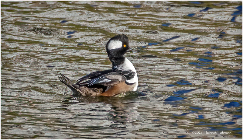 K4226999-Hooded  Merganser-male.jpg
