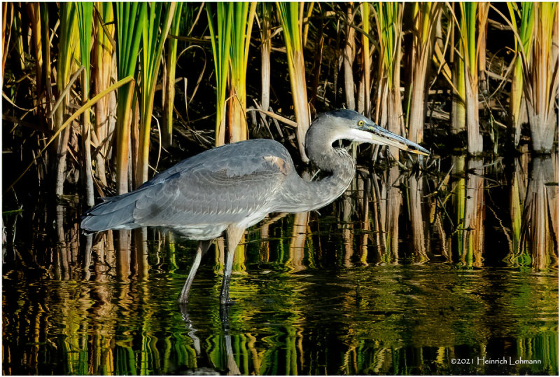 K4227112-Great Blue Heron.jpg