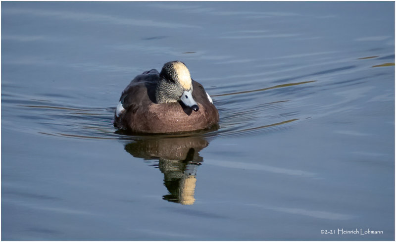 K4227151-American Wigeon.jpg