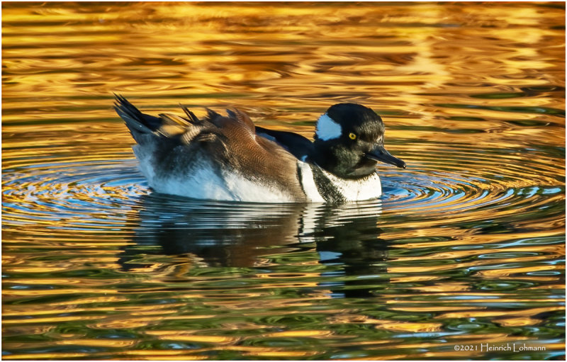 K3307364-Hooded Merganser-male.jpg