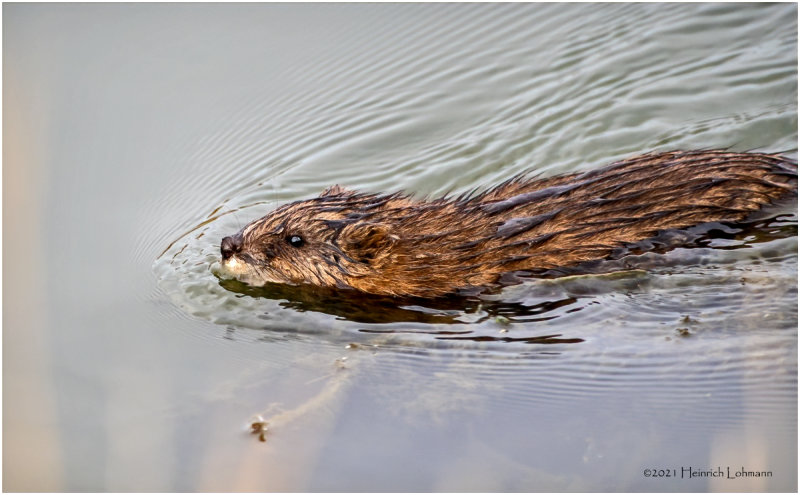 K3307648-Muskrat.jpg