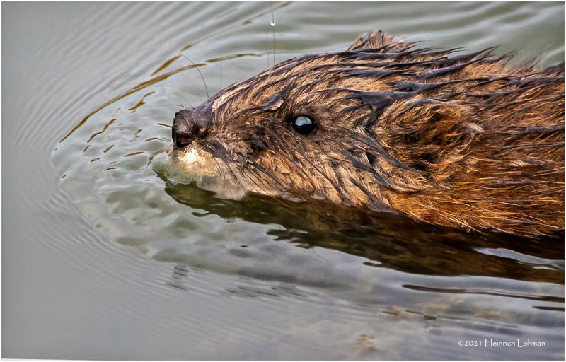 K3307648a-Muskrat.jpg
