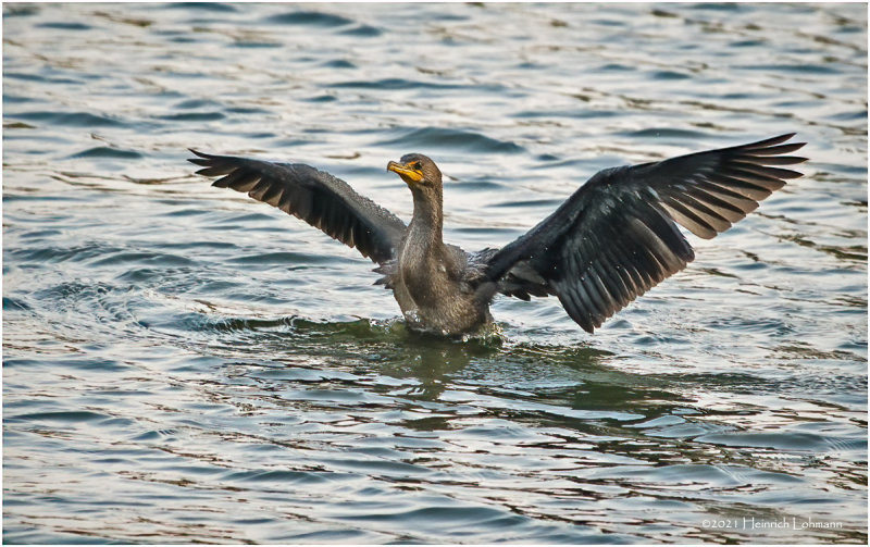 K3307801-Double Crested Cormorant.jpg