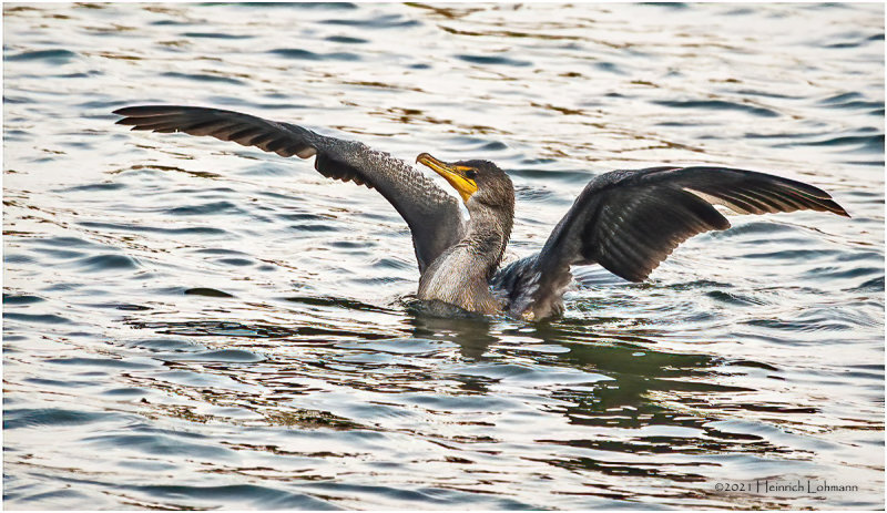 K3307865.-Double Crested Cormorantjpg.jpg