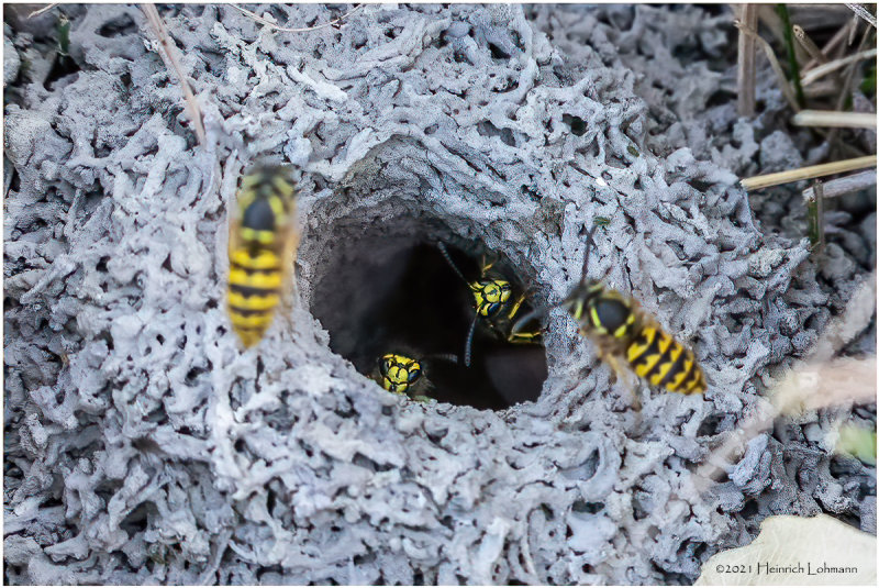 K4227522-Sandhills Hornets.jpg
