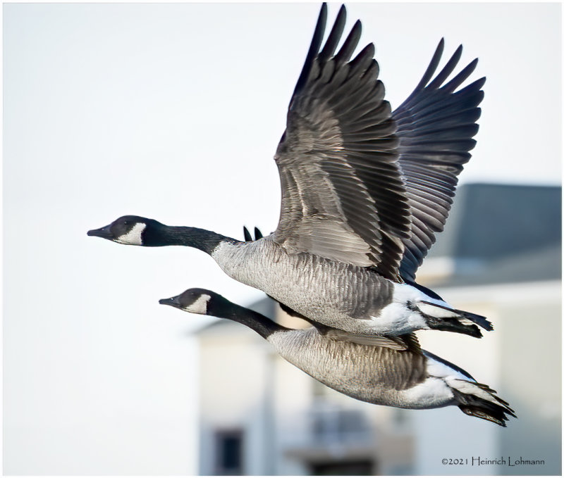 K4227598-Canada Geese.jpg