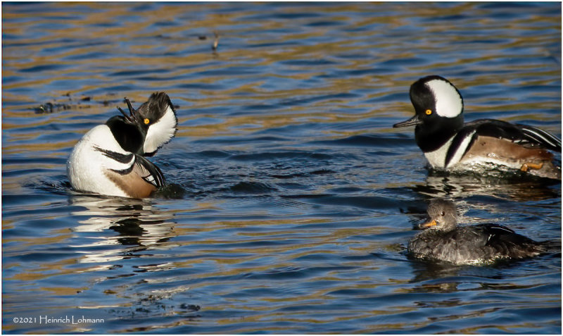 K3307997-Hooded Mergansers.jpg