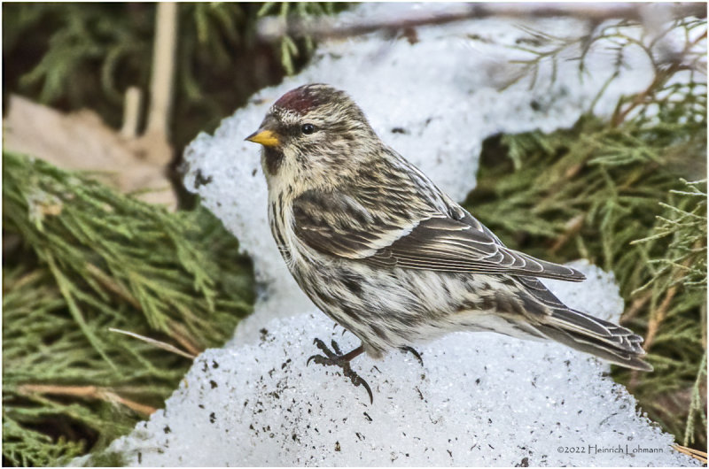 K3309628-Common Redpoll-female.jpg