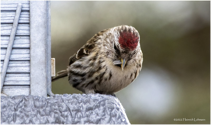 K3309751-Redpoll.jpg