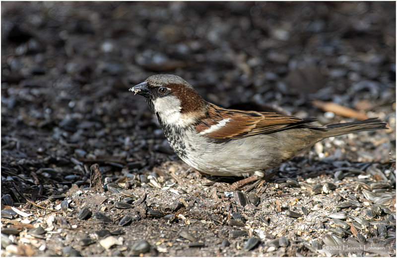 K3309976-House Sparrow-male.jpg