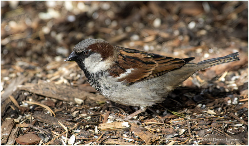 K3309983-House Sparrow-male.jpg