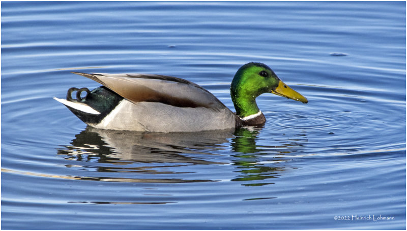 K3310651-Mallard-mae.jpg