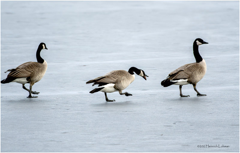 K3310723-Canada Geese.jpg