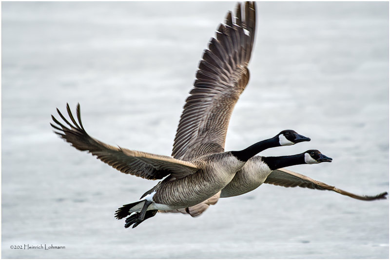 K3310739-Cabada Geese.jpg
