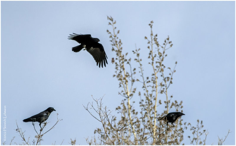 K3310943-American Crows.jpg