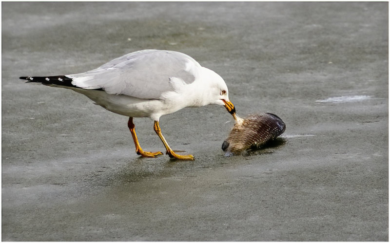 K3310976-Ring-bolled Gull.jpg